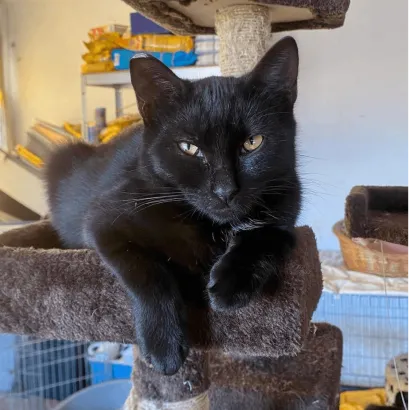 Ebrendészet és Gyepmersteri Telep Balatonfüred