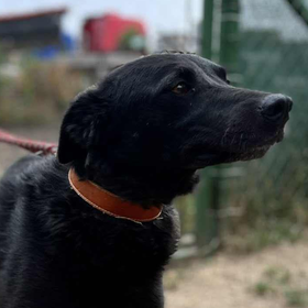 Ebrendészet és Gyepmersteri Telep Balatonfüred