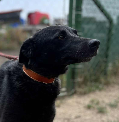 Ebrendészet és Gyepmersteri Telep Balatonfüred