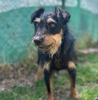 Ebrendészet és Gyepmersteri Telep Balatonfüred