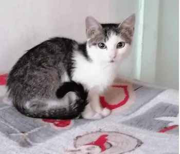 Ebrendészet és Gyepmersteri Telep Balatonfüred