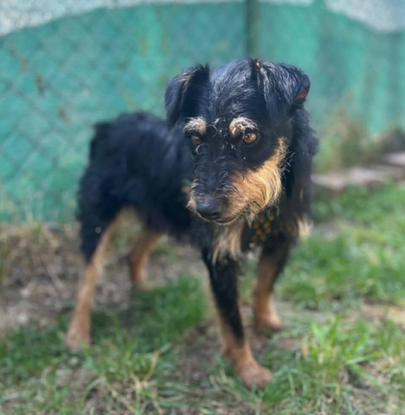 Ebrendészet és Gyepmersteri Telep Balatonfüred