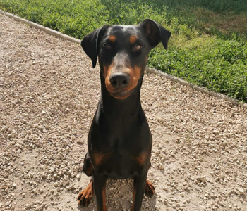 Ebrendészet és Gyepmersteri Telep Balatonfüred