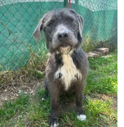 Ebrendészet és Gyepmersteri Telep Balatonfüred