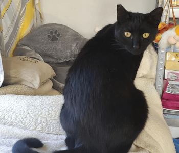 Ebrendészet és Gyepmersteri Telep Balatonfüred