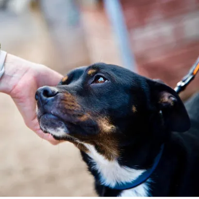 Ebrendészet és Gyepmersteri Telep Balatonfüred