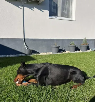 Ebrendészet és Gyepmersteri Telep Balatonfüred