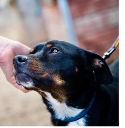 Ebrendészet és Gyepmersteri Telep Balatonfüred
