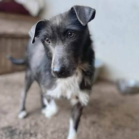 Ebrendészet és Gyepmersteri Telep Balatonfüred