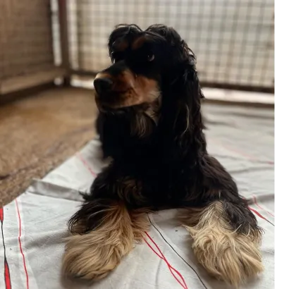 Ebrendészet és Gyepmersteri Telep Balatonfüred