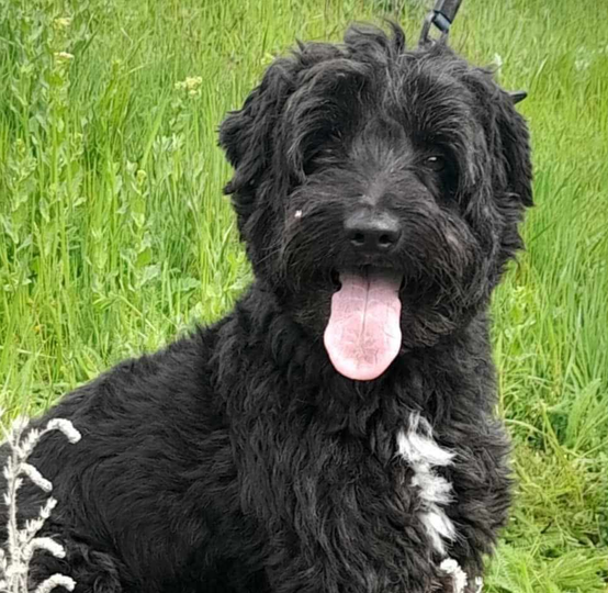 Ebrendészet és Gyepmersteri Telep Balatonfüred