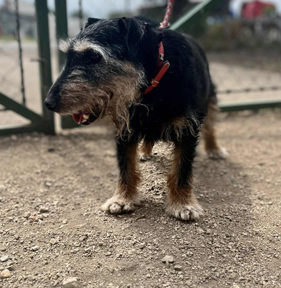 Ebrendészet és Gyepmersteri Telep Balatonfüred