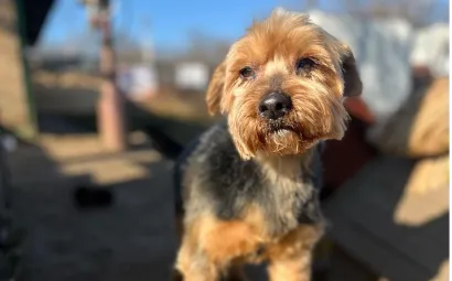 Ebrendészet és Gyepmersteri Telep Balatonfüred