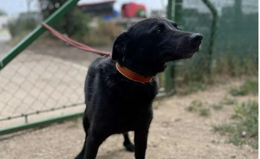 Ebrendészet és Gyepmersteri Telep Balatonfüred