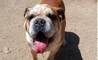 Ebrendészet és Gyepmersteri Telep Balatonfüred