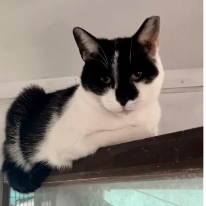 Ebrendészet és Gyepmersteri Telep Balatonfüred