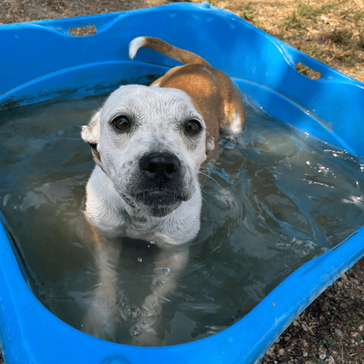 Ebrendészet és Gyepmersteri Telep Balatonfüred